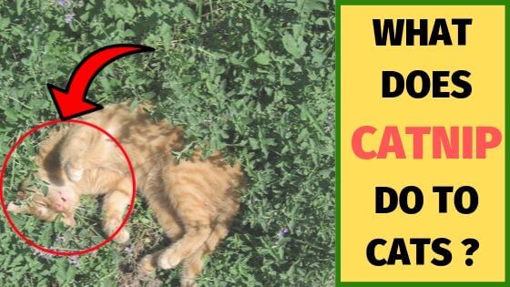 what does catnip do to cats