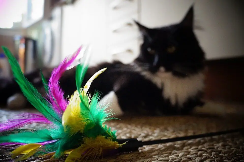 diy cat toys feather string toy