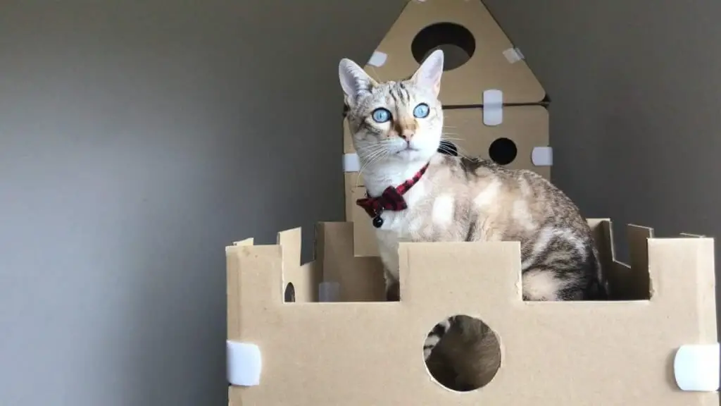 diy cat toys cat sitting on cardboard palace