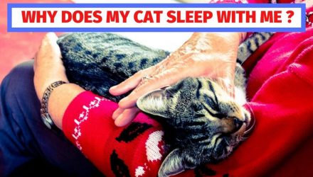 Why Does My Cat Sleep With Me ? : Here Are The 7 Reasons