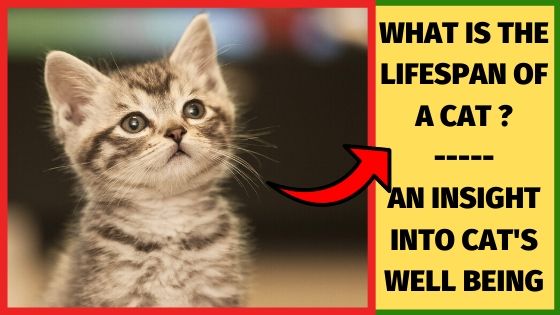 Lifespan Of A Cat An Insight Into Cat Average Life Span,Veggie Burger Brands