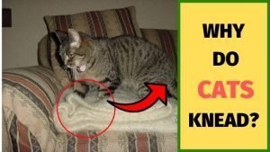 why do cats knead