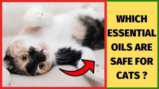 essential oils safe for cats