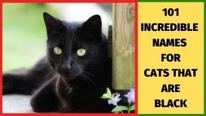names for cats that are black