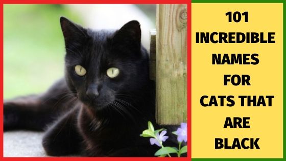 names for cats that are black