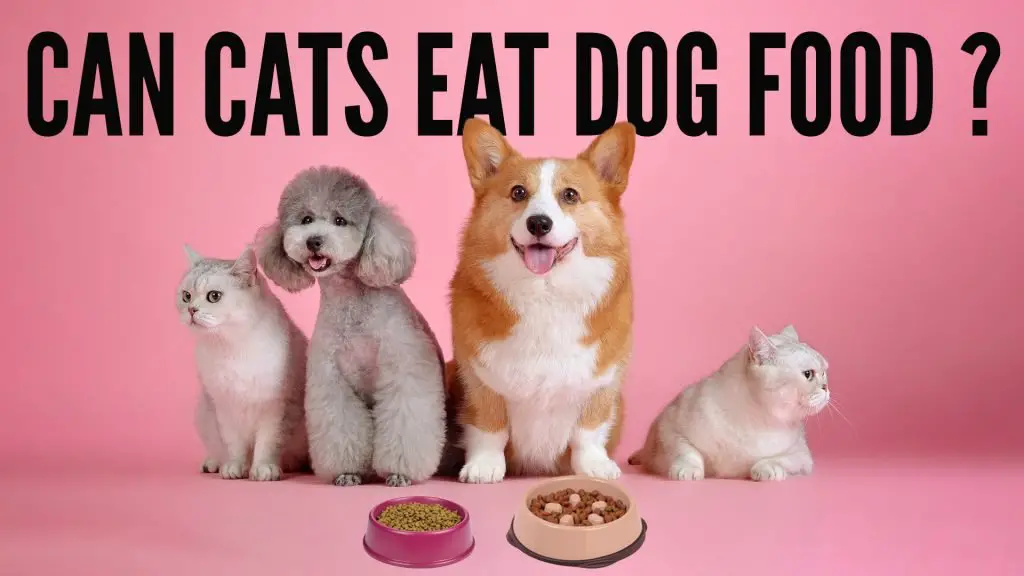 Can Cats Eat Dog Food? A Comprehensive Cat Diet Guide Kitty County