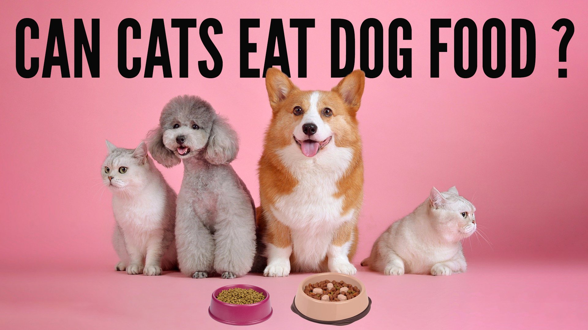 can cats eat dog food