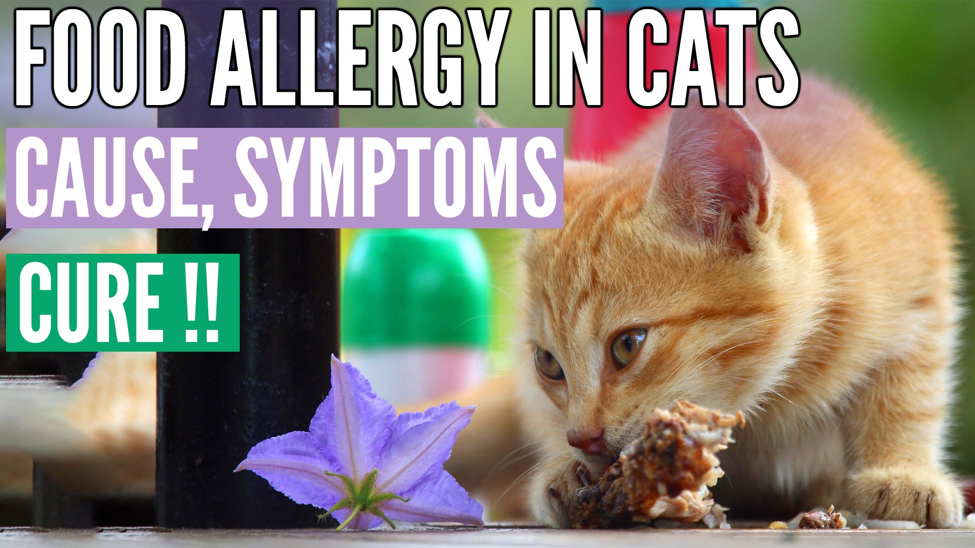 food allergy in cats