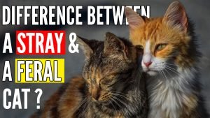 what is the difference between a feral cat and a stray cat