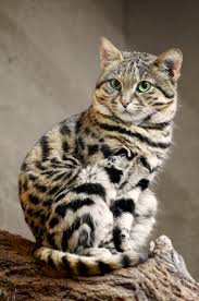 black footed cats