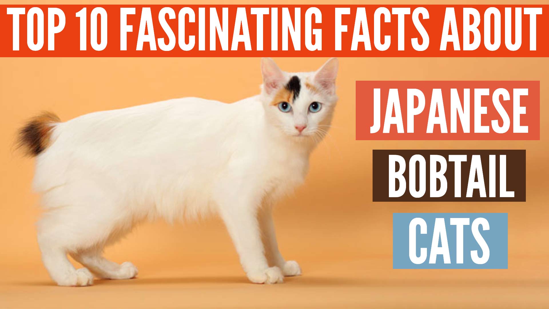 Japanese Bobtail Cats