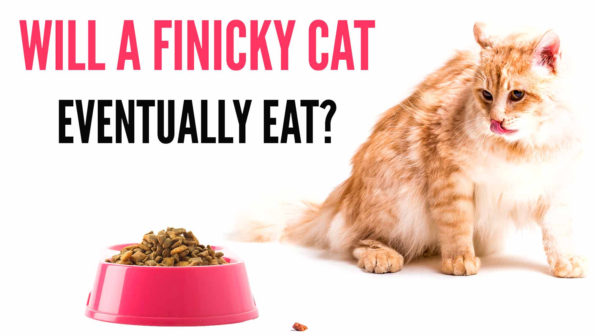 Will A Finicky Cat Eventually Eat? How To Feed A Cat That Won't Eat?