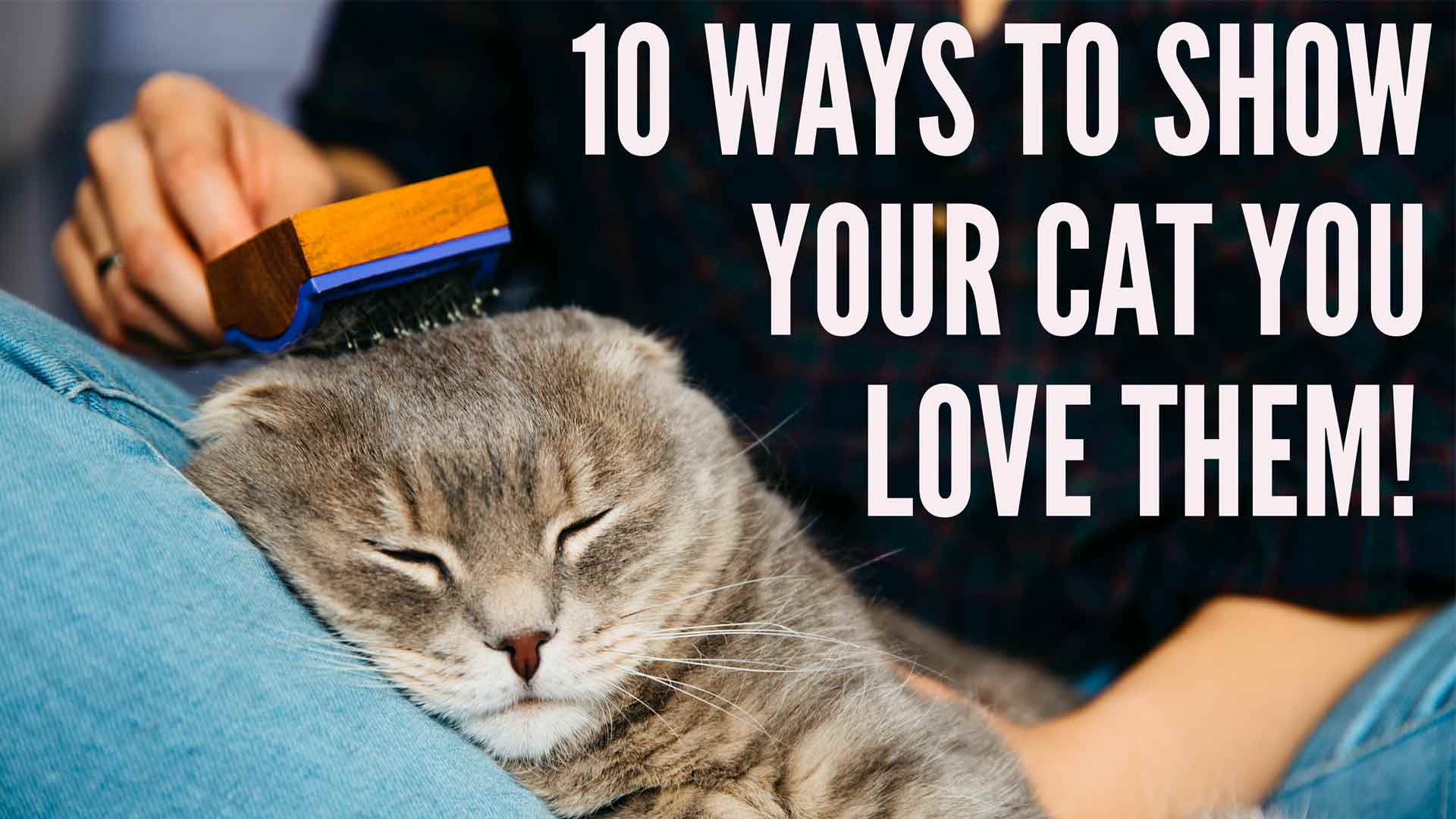 how to get a cat to love you