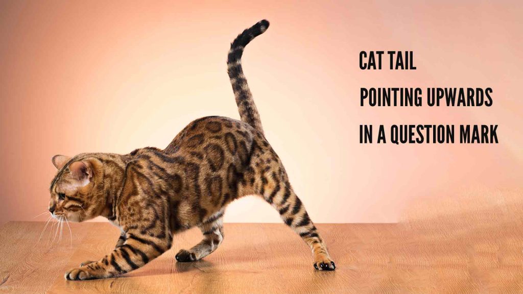 What Your Cat is Telling You with Their straight Tail 