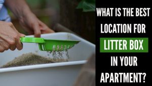 What Is The Best Place To Put A Litter Box In An Apartment