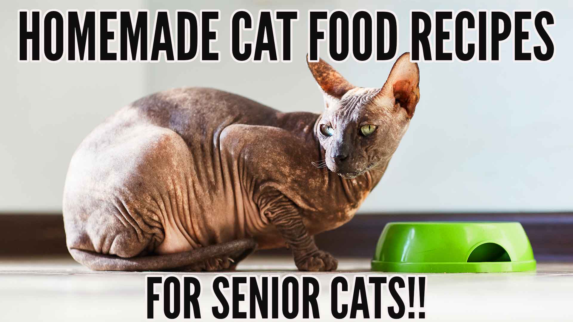 homemade cat food recipes for senior cats