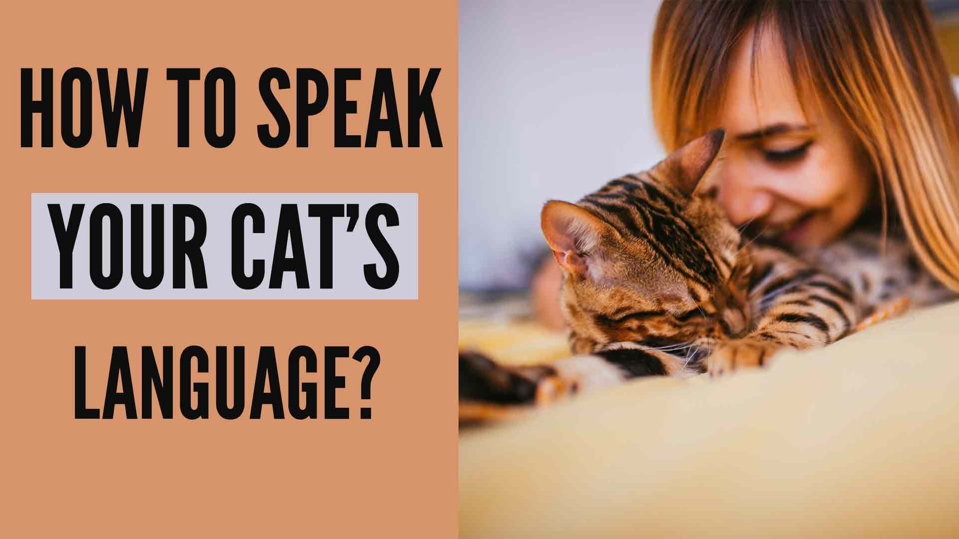 how to speak cat - understanding cat language