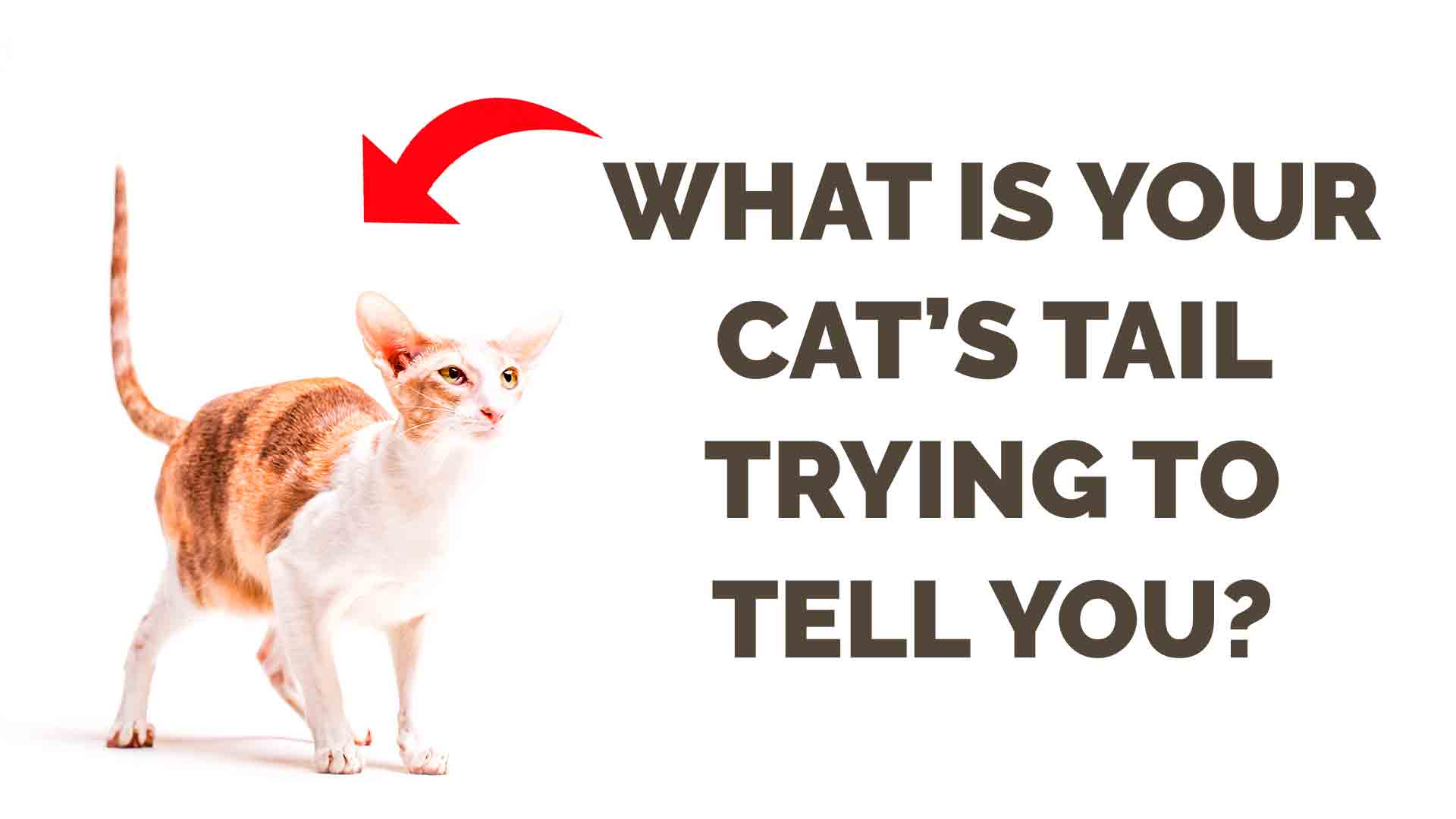 what your cat's tail is trying to tell you