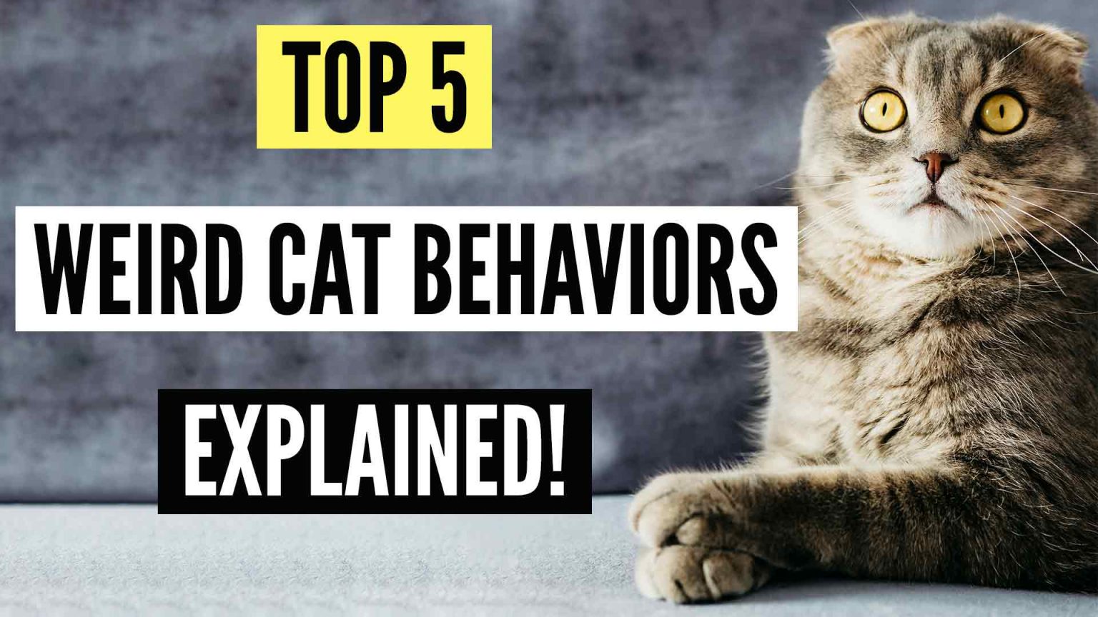 Top 5 Weird Cat Behaviors And What Do They Mean? Kitty County