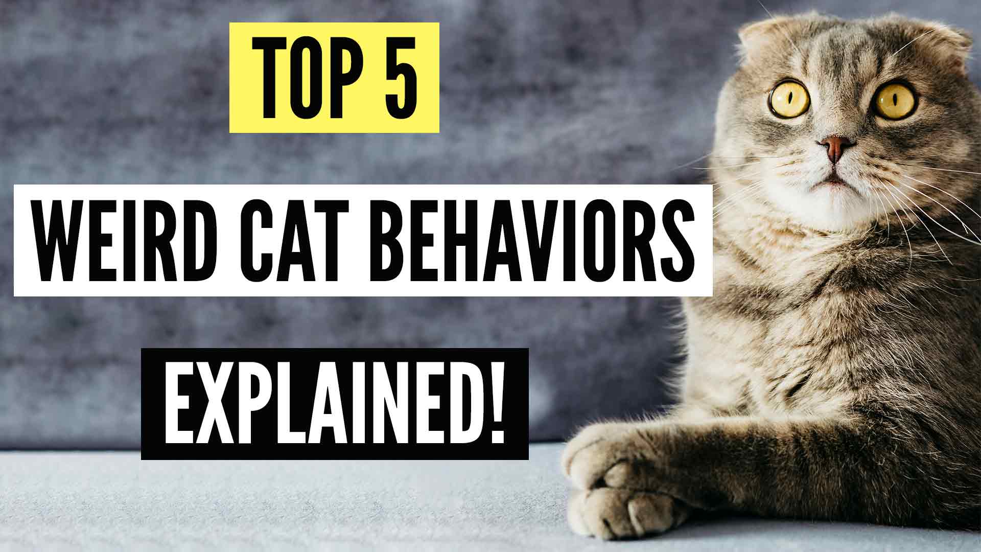 weird cat behaviors