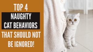 naughty cat behaviors