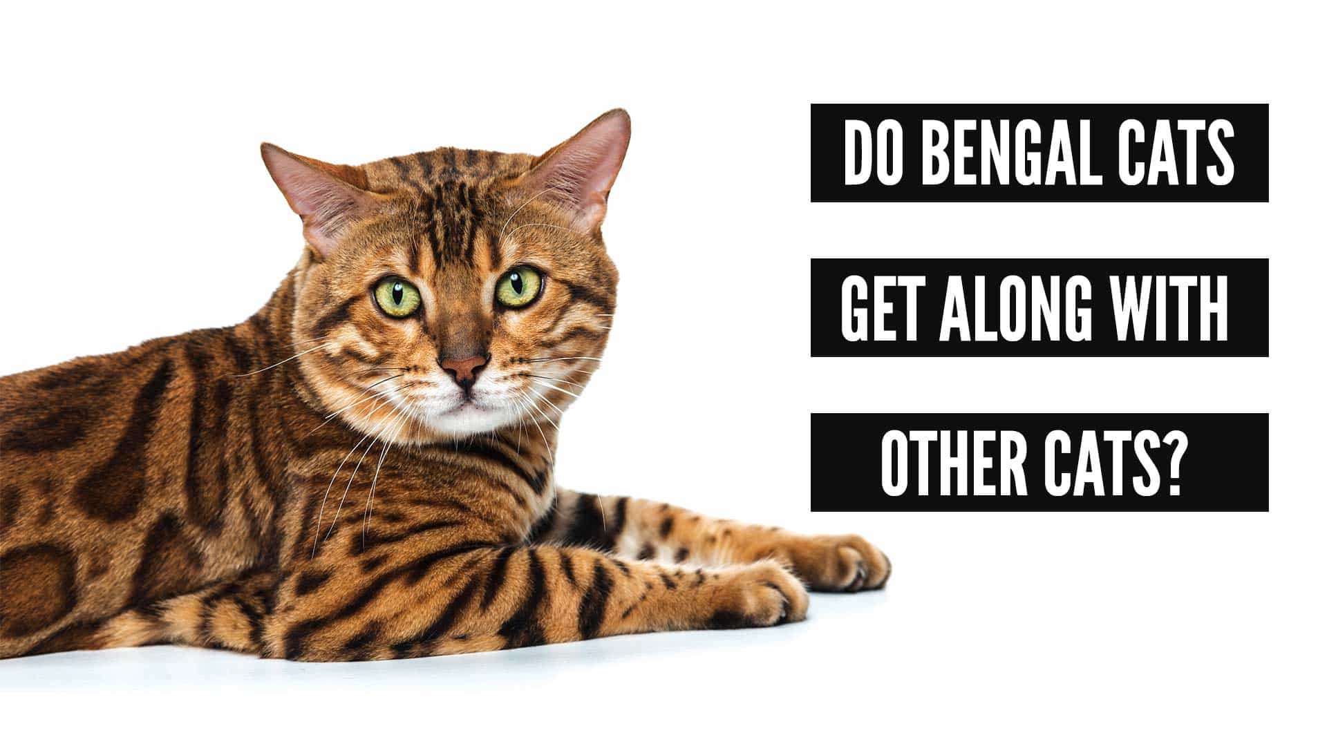 do bengal cats get along with other cats
