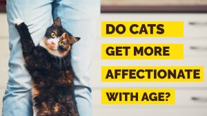 do cats get affectionate with age