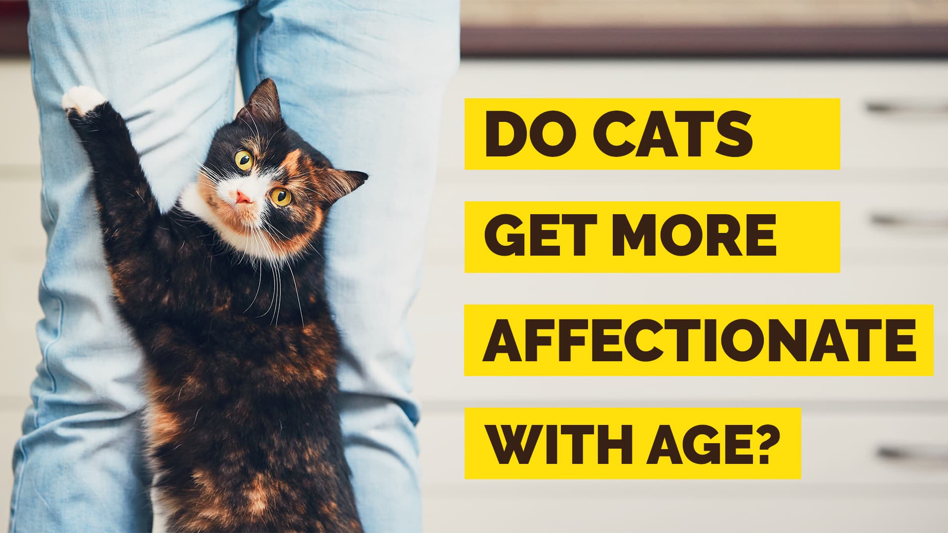 do cats get affectionate with age