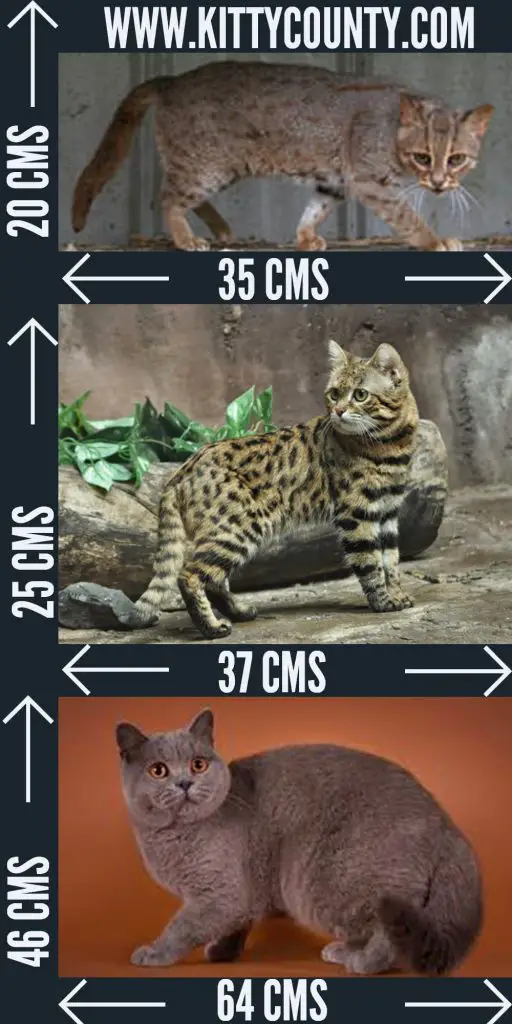 Rusty-spotted Cat Size Comparison To House Cat