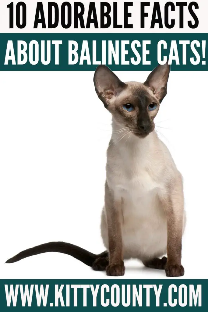 Balinese cat facts