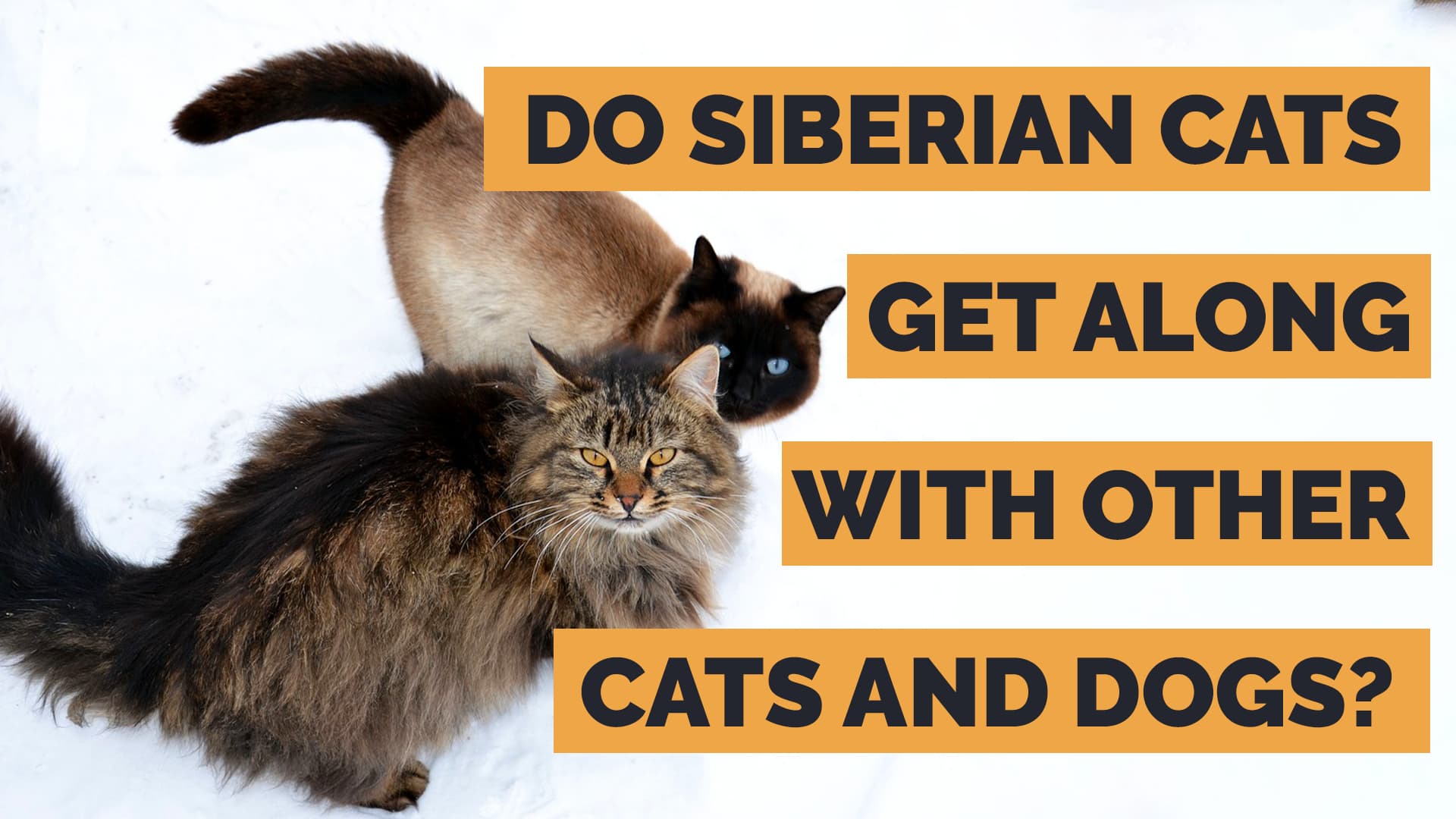 do siberian cats get along with dogs and other cats