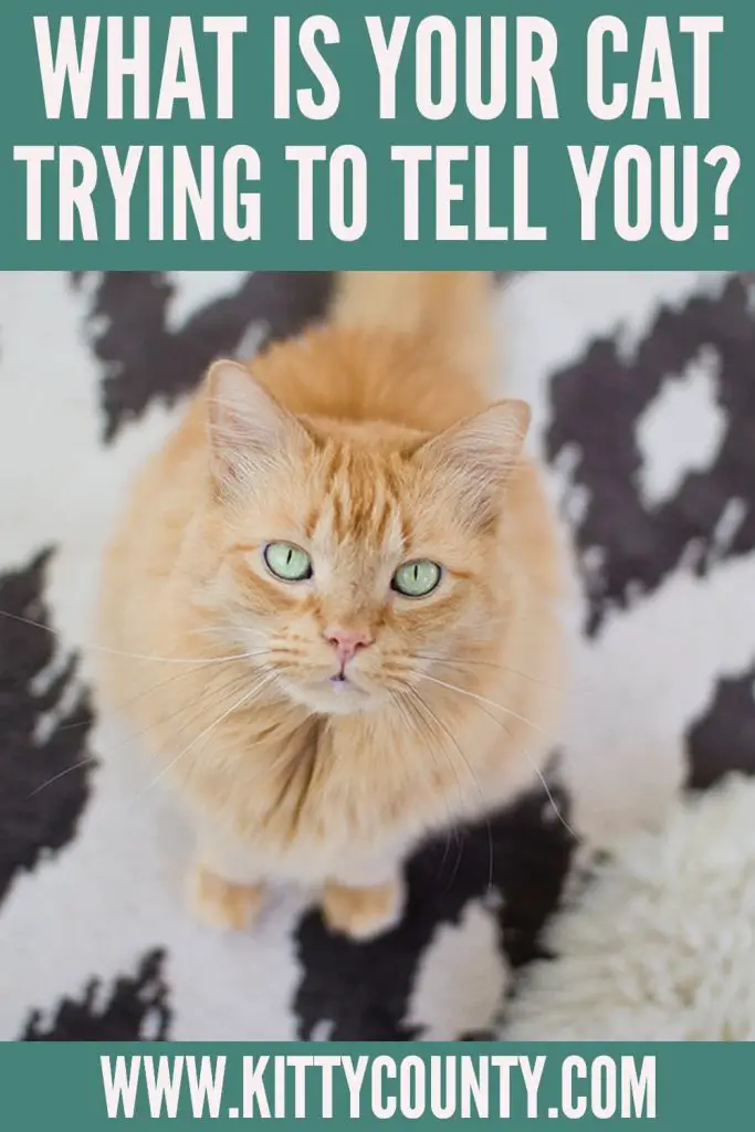 how to speak to your cat