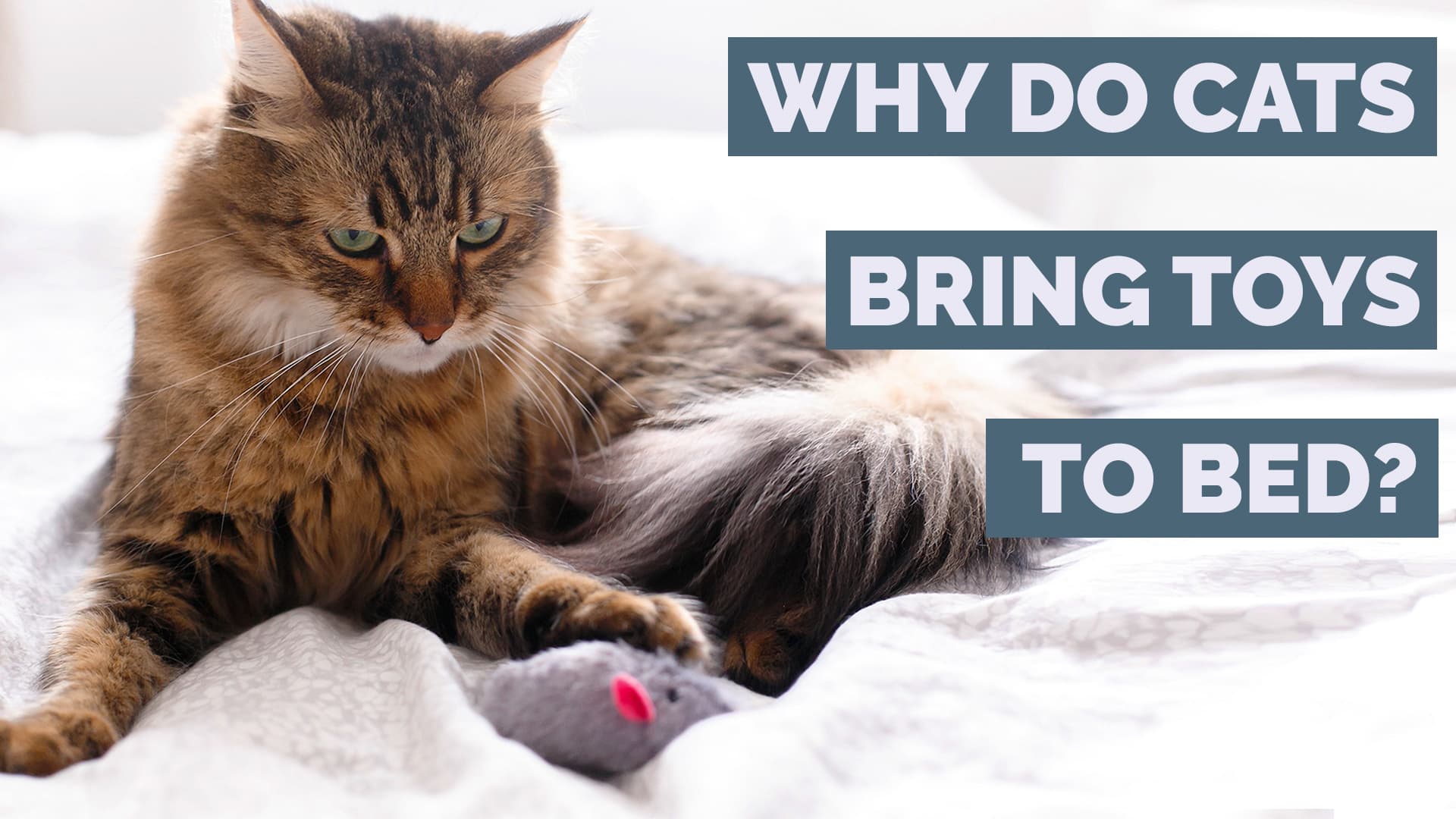 Why Does Your Cat Bring Her Toys To Your Bed?