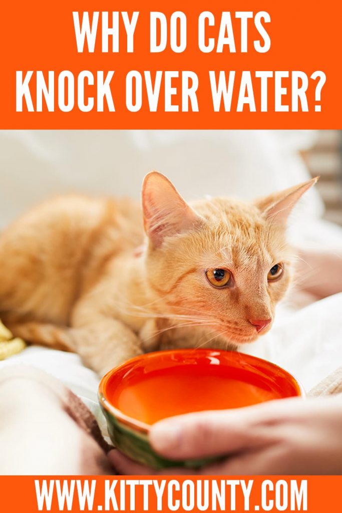 why do cats knock over water glasses, dishes, bowls etc.