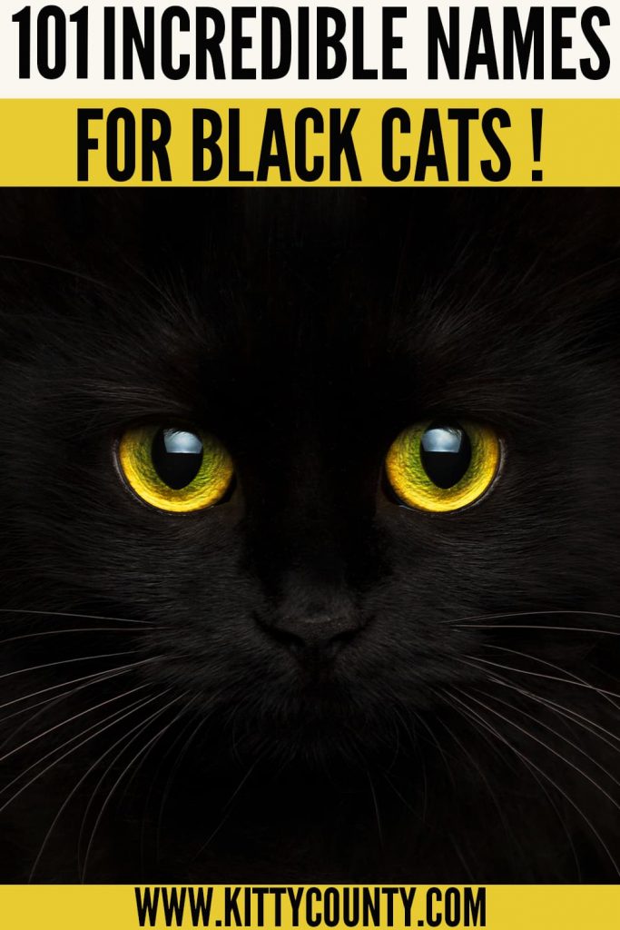 names for cats that are black 