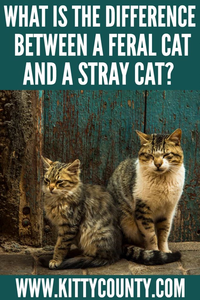 difference between feral and stray cats