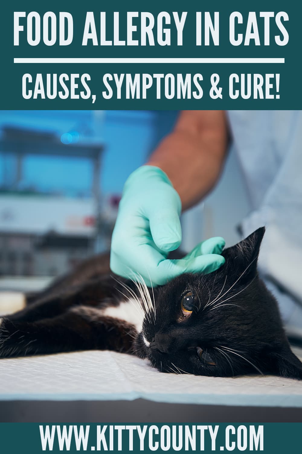 Food Allergies In Cats Signs, Symptoms, And Treatment! Kitty County