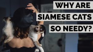why are Siamese cats so needy