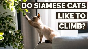 do siamese cats like to climb | are siamese cats climbers