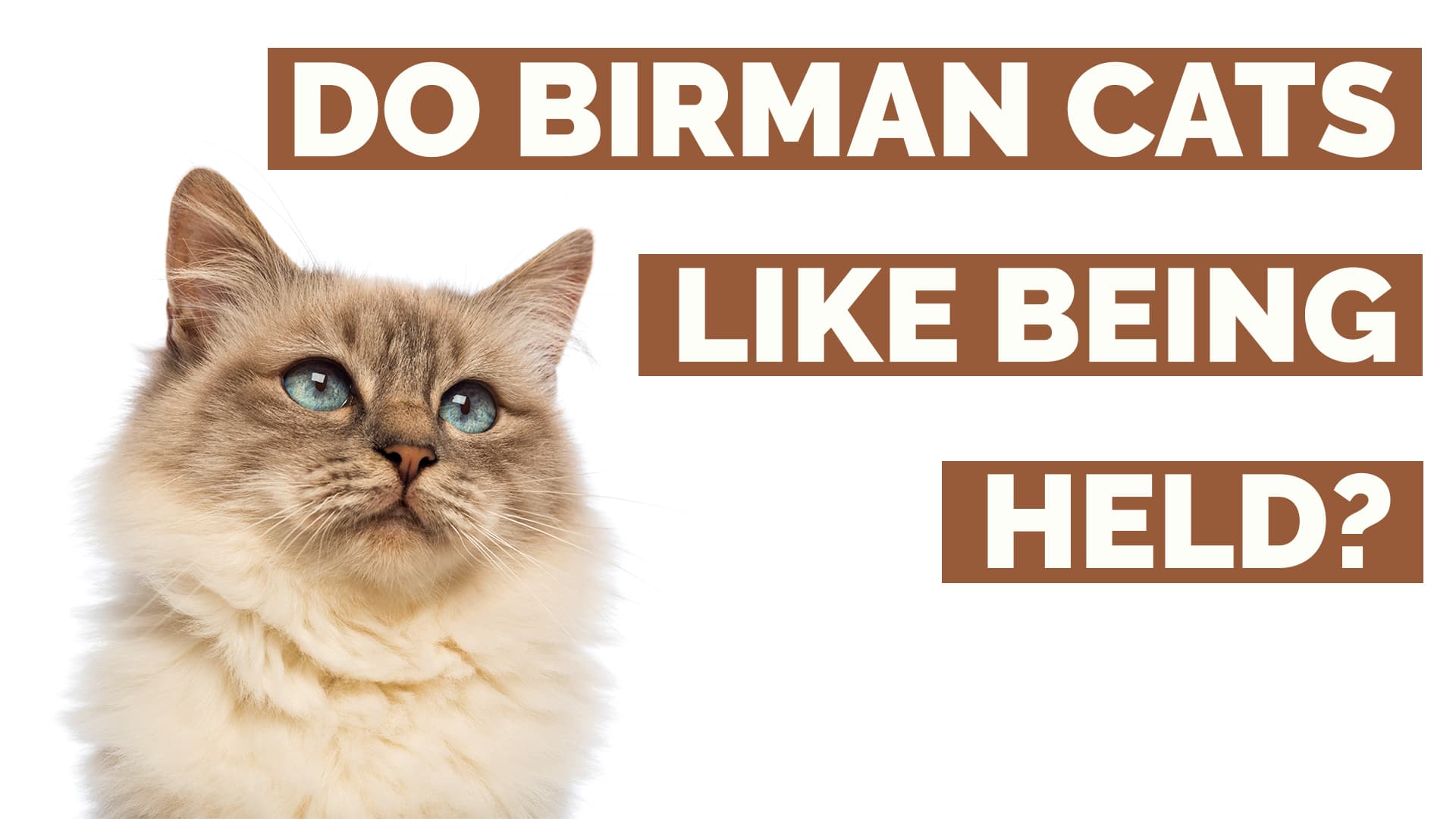 do birman cats like to be held