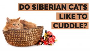 do siberian cats like to cuddle