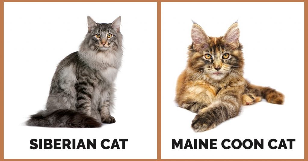 Siberian Vs Maine Coon Cats: How Do They Differ