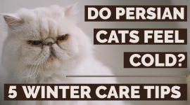 Do Persian Cats Feel Cold? | 5 Winter Care Tips For Persian Cats