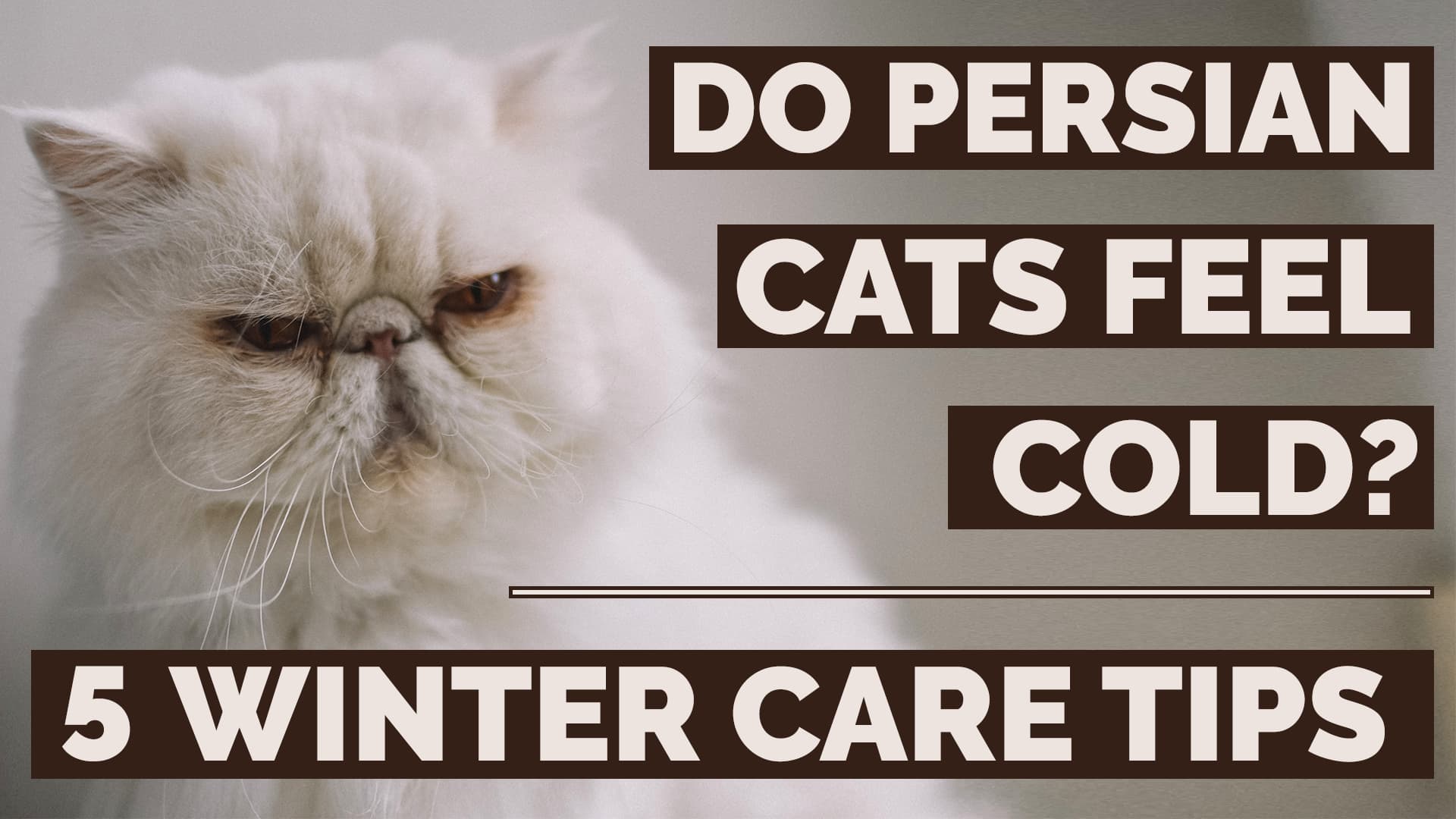 do persian cats feel cold