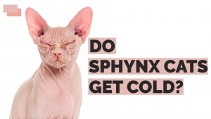 do sphynx cats get cold