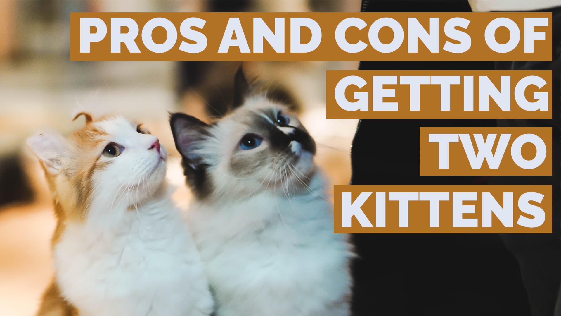 pros and cons of getting two kittens