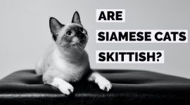 Are Siamese Cats Skittish? | 6 Correctional Methods!