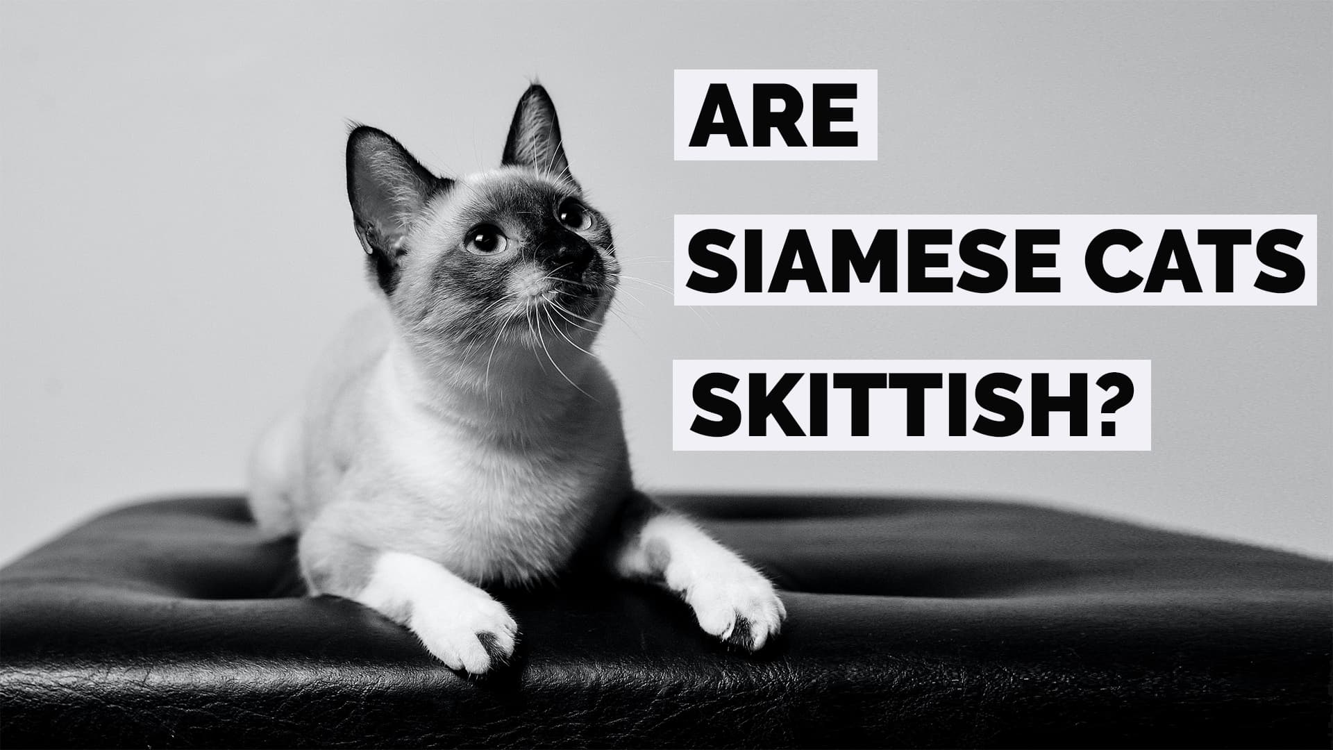 are siamese cats skittish