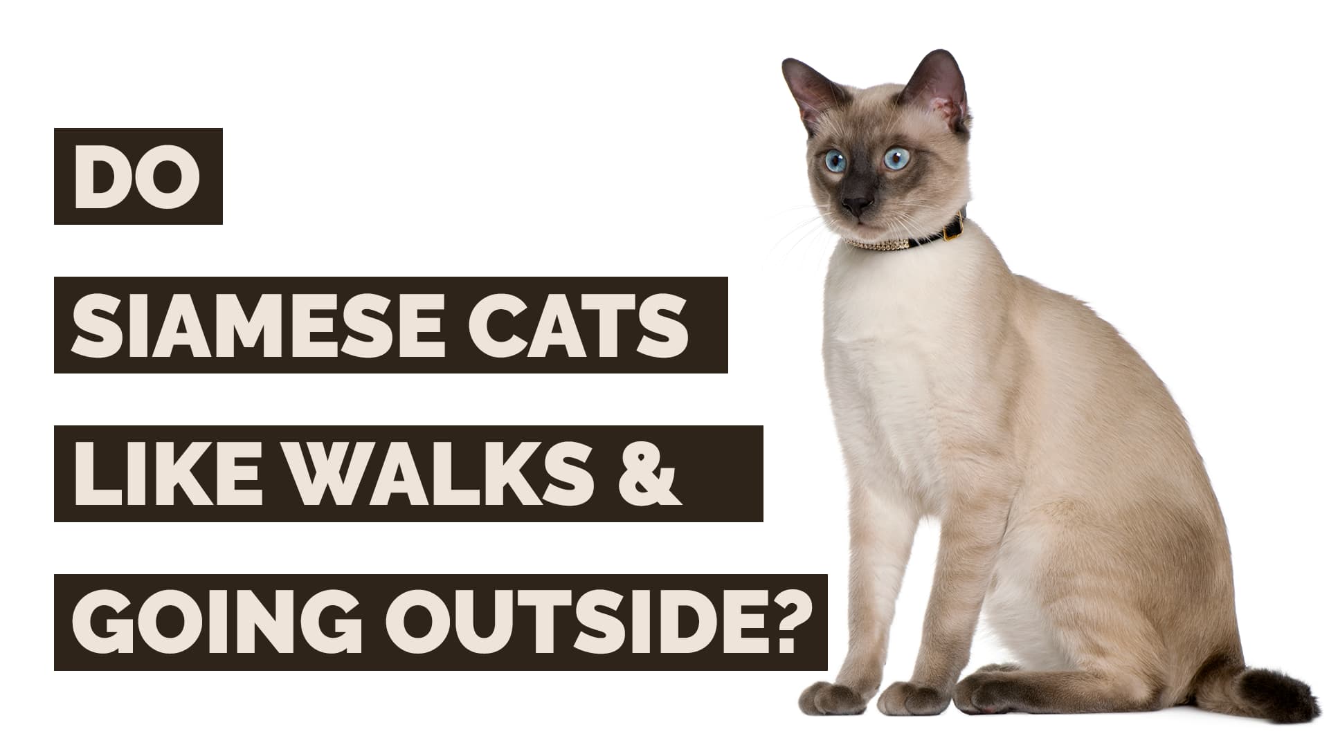 do siamese cats like walks and going outside