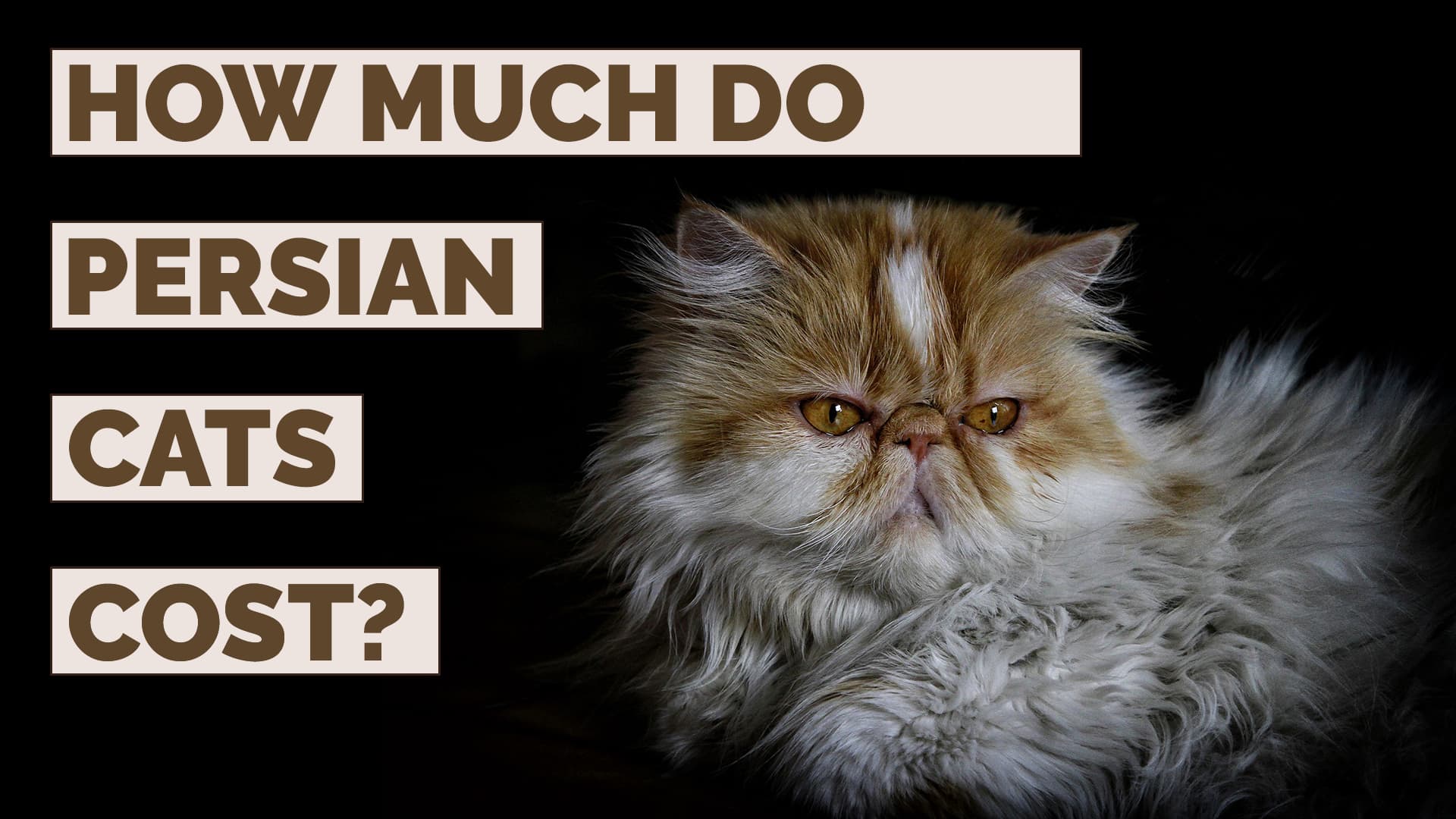 how much do persian cats cost
